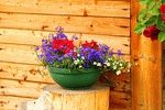 Flowers Download Jigsaw Puzzle