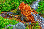 Tree Stump Download Jigsaw Puzzle