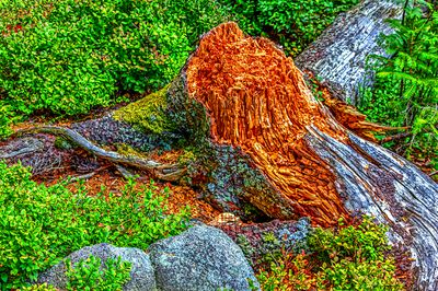 Tree Stump Download Jigsaw Puzzle