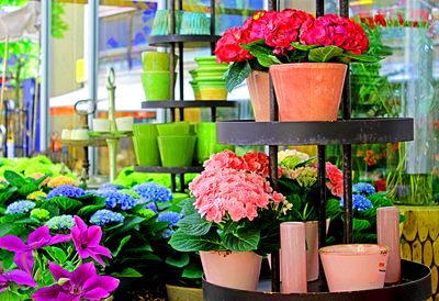 Flowers Download Jigsaw Puzzle