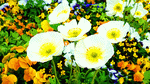 Flowers Download Jigsaw Puzzle