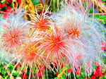 Flowers Download Jigsaw Puzzle