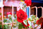 Rose Download Jigsaw Puzzle