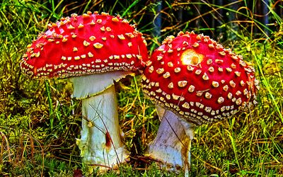 Mushrooms Download Jigsaw Puzzle