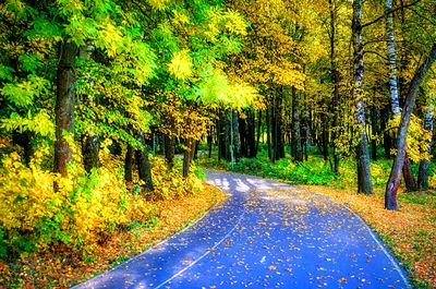 Forest Road Download Jigsaw Puzzle