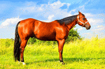 Quarterhorse Download Jigsaw Puzzle