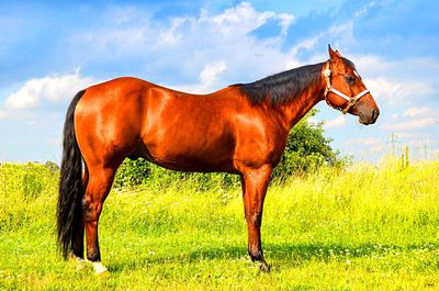 Quarterhorse Download Jigsaw Puzzle