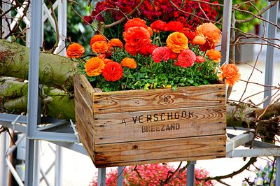 Flowers Download Jigsaw Puzzle