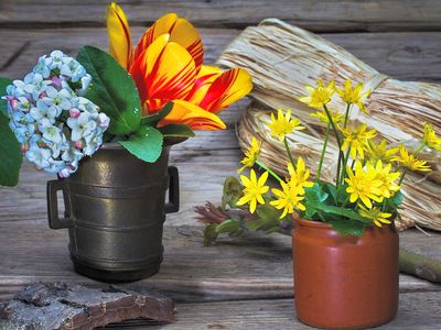 Flowers Download Jigsaw Puzzle