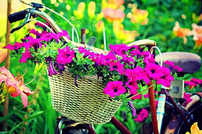 Flowers Download Jigsaw Puzzle