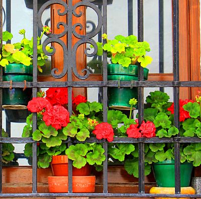 Flowers Download Jigsaw Puzzle