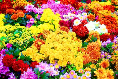 Flowers Download Jigsaw Puzzle