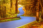 Forest Road Download Jigsaw Puzzle