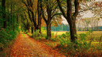 Tree Lined Avenue Download Jigsaw Puzzle