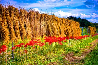 Flowers Download Jigsaw Puzzle