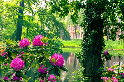 Flowers Download Jigsaw Puzzle