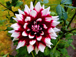 Dahlia Download Jigsaw Puzzle