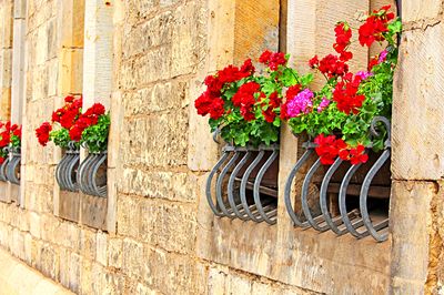 Flowers Download Jigsaw Puzzle