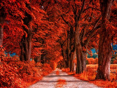 Autumn Trees Download Jigsaw Puzzle