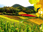 Vineyard, Rhineland Download Jigsaw Puzzle