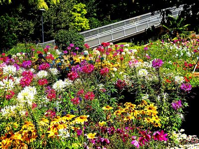 Flowers Download Jigsaw Puzzle