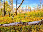 Aspen Trees, Colorado Download Jigsaw Puzzle