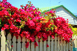 Flowers Download Jigsaw Puzzle