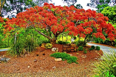 Poinciana Download Jigsaw Puzzle