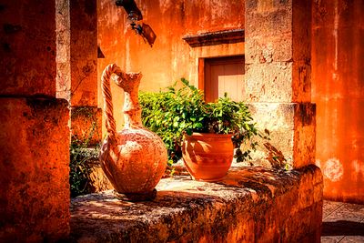 Plant, Crete Download Jigsaw Puzzle