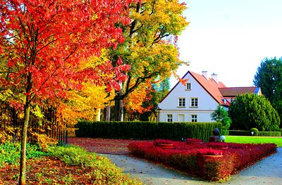 Autumn Trees Download Jigsaw Puzzle