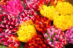 Flowers Download Jigsaw Puzzle