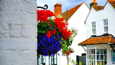 Flowers Download Jigsaw Puzzle