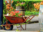 Flowers Download Jigsaw Puzzle