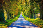 Trees Download Jigsaw Puzzle