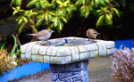 Bird Bath Download Jigsaw Puzzle