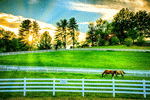 Horses Download Jigsaw Puzzle