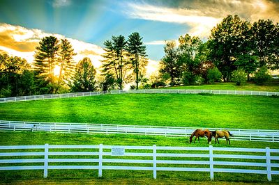 Horses Download Jigsaw Puzzle