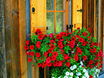 Flowers Download Jigsaw Puzzle