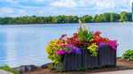 Flowers Download Jigsaw Puzzle