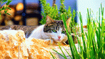 Cat Download Jigsaw Puzzle