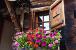 Flowers Download Jigsaw Puzzle