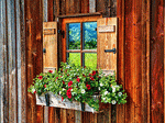 Flowers Download Jigsaw Puzzle