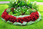 Flowers Download Jigsaw Puzzle