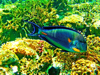 Fish, Egypt Download Jigsaw Puzzle