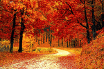 Autumn Road Download Jigsaw Puzzle