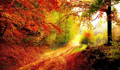 Autumn Road Download Jigsaw Puzzle