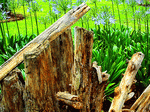 Garden Wood Download Jigsaw Puzzle