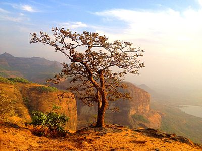 Tree Download Jigsaw Puzzle