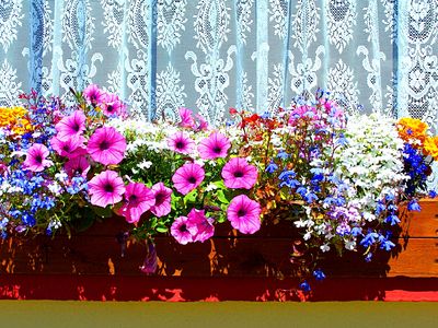 Flowers Download Jigsaw Puzzle