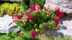 Flowers Download Jigsaw Puzzle